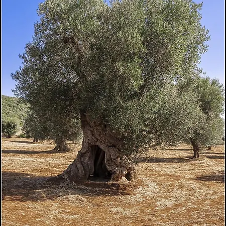 Passione Salento לינה וארוחת בוקר סורבו