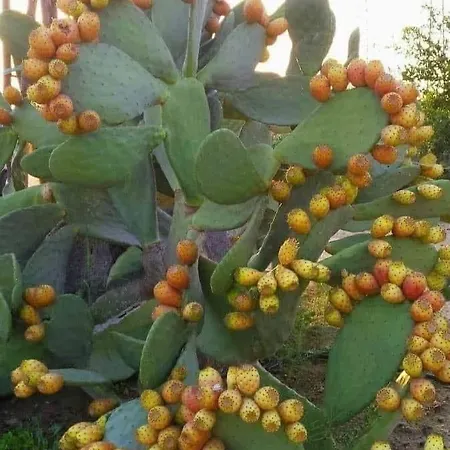 לינה וארוחת בוקר Passione Salento סורבו