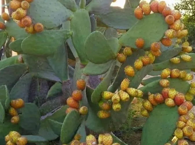 B&B Passione Salento 수르보